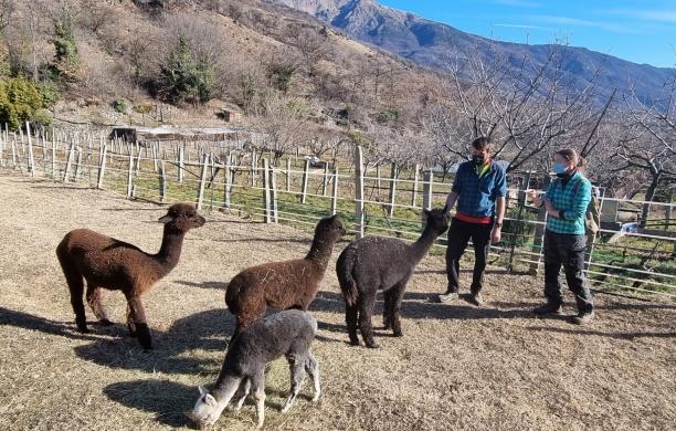 Con Mistral e Biula gli alpaca mettono radici a Calusetto