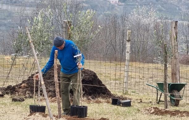 L'ulivo si allarga a macchia d'olio anche a Gravere