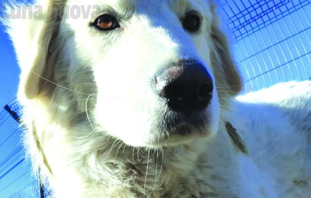 Villarfocchiardo: Nebbia, cane libero, cerca casa