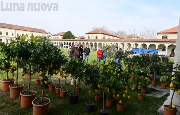 Collegno, in diecimila per il ritorno di "Follia in fiore"