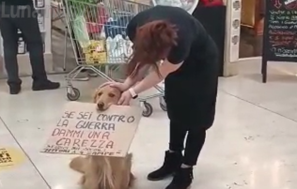 Rivoli, Bobby "cane pacifista" dopo tre abbandoni