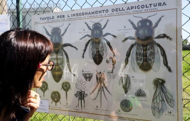 Grugliasco, un pomeriggio in difesa delle api
