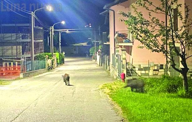 Paese invaso dai cinghiali, Venaus si rivolta