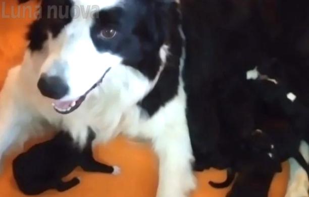 Yuna, cagnetta highlander, mette al mondo 10 cuccioli