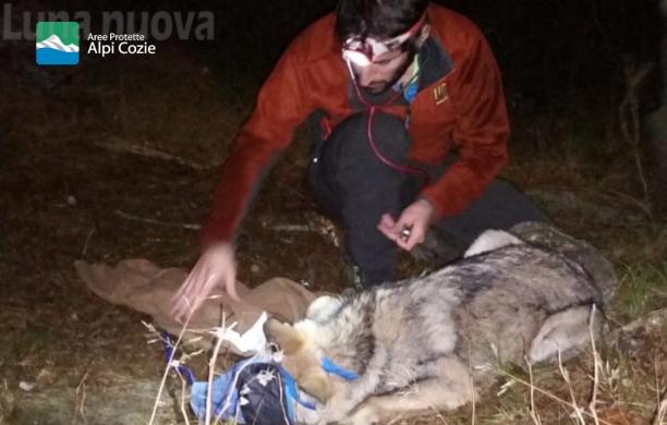 Villarfocchiardo, lupo-cane ibrido infertilizzato: è il primo in Piemonte