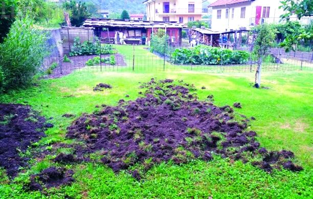 Emergenza cinghiali, la Coldiretti perde la pazienza