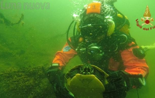 Avigliana: i vigili del fuoco salvano una tartaruga nel lago Grande