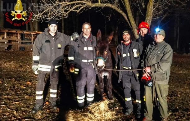 S.Antonino: i vigili del fuoco salvano l'asina Elvira