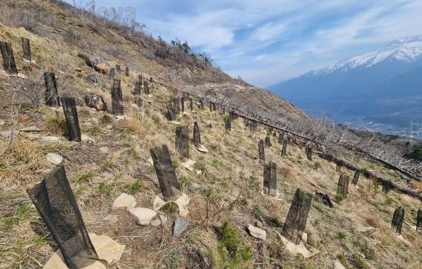 Rocciamelone, la sfida al fuoco e alla siccità delle 90mila piantine