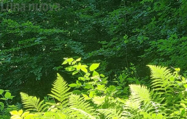 "La mia foto alla Luna": è tempo di verde