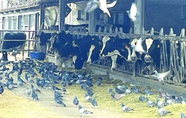 Allarme piccioni dalla Coldiretti: «Creano danni all’agricoltura»