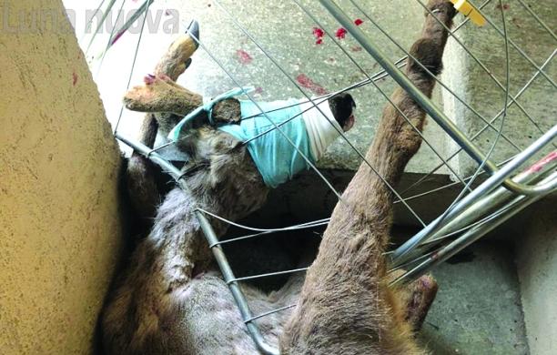 Susa, un capriolo nel centro della città