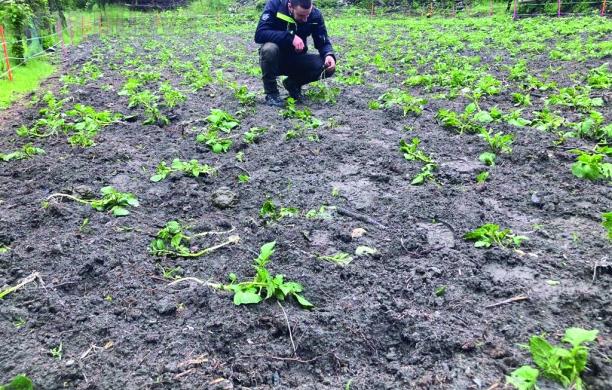 Novalesa, raid di cinghiali nel campo di patate
