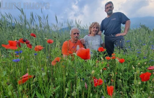 Rosso papavero; nei campi di grano crescono i fotografi