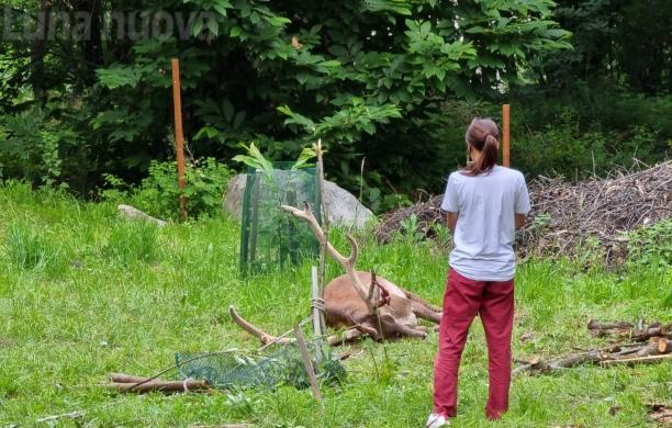 Villar Focchiardo: salvato il cervo intrappolato nei fili del recinto 