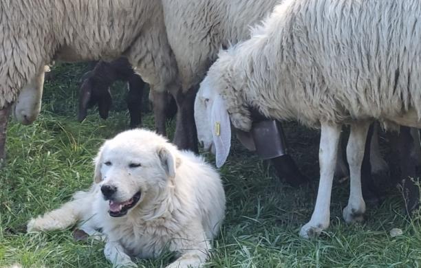 Ciclisti e cani, la difficile convivenza