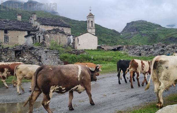 Giugno, si muove l'esercito degli alpeggi