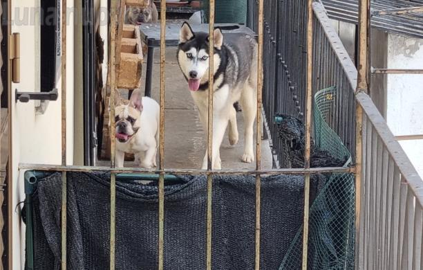 Bussoleno: cani rinchiusi in casa, interviene l'Asl
