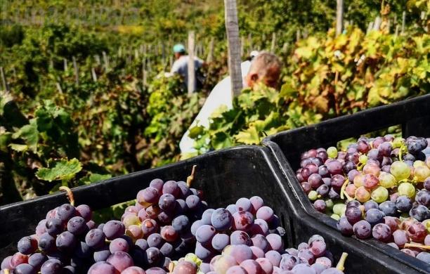 Etna e Rocciamelone uniti dal vino, eroico
