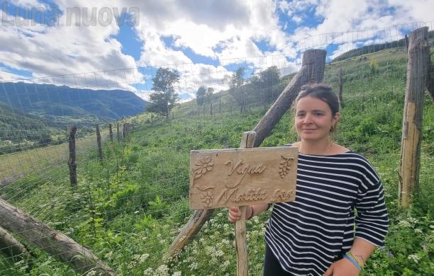 Vigna da record: a Sauze di Cesana i grappoli più alti d'Europa