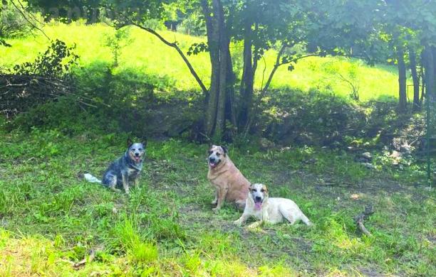 Oulx: «Il lupo ha attaccato i miei cani al Gad»