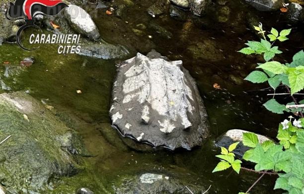 Pianezza, più che una tartaruga, un mini alligatore 