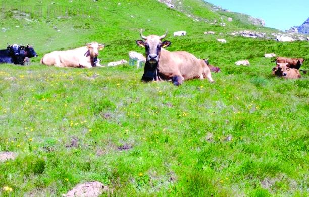 Colpite da un fulmine; muoiono otto mucche all'alpeggio Arià