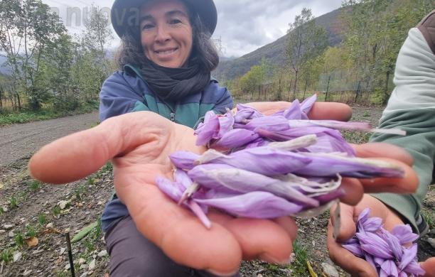 L'oro rosso arriva in val Cenischia