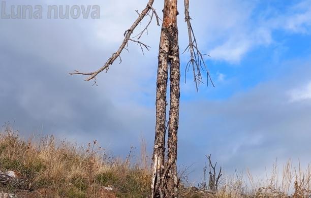 l guardiano del bosco: la fragilità del monte è un monito d’artista 