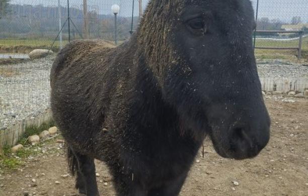Rivalta cerca una compagna per salvare Hulk