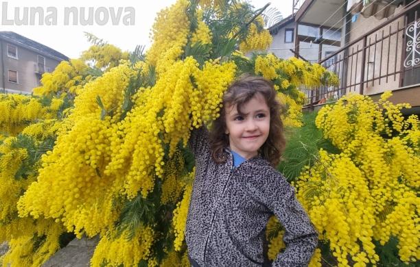 Susa, una sponda della Dora tutta in giallo