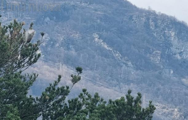 Allarme processionaria nelle pinete valsusine
