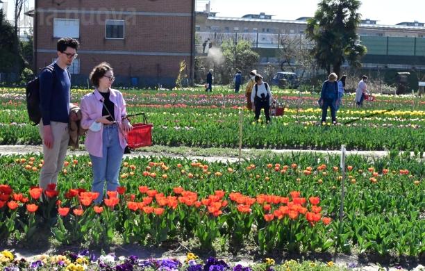 Un mare di tulipani da ammirare tra Grugliasco e Pianezza