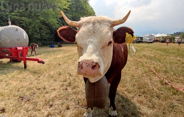 Trana, la Fiera Agricola Valsangone nei campi di S.Bernardino