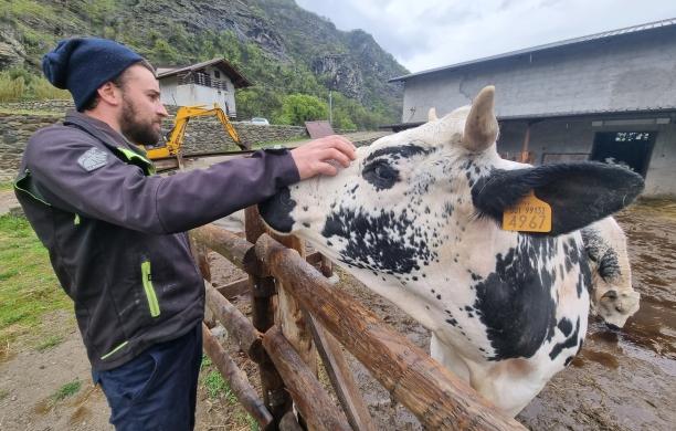 Novalesa: il codice stalla non si può rinnovare, le mucche di Michele vanno in esilio