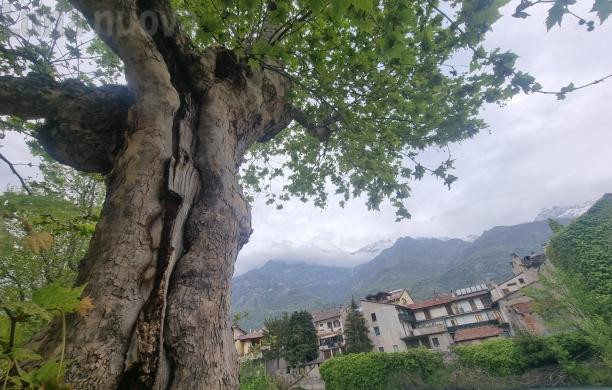 Bussoleno: «Non tagliate i platani del Lungodora»
