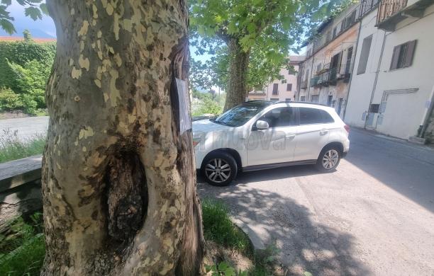 Bussoleno: parte il taglio dei platani, stamattina presidio di protesta