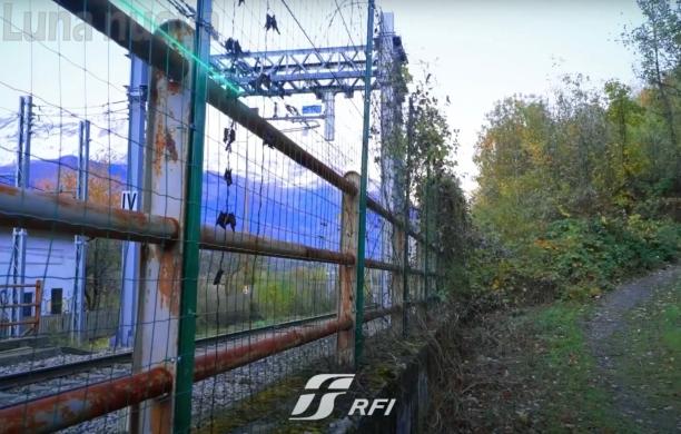 Fauna e incidenti stradali: alta valle Susa "epicentro"