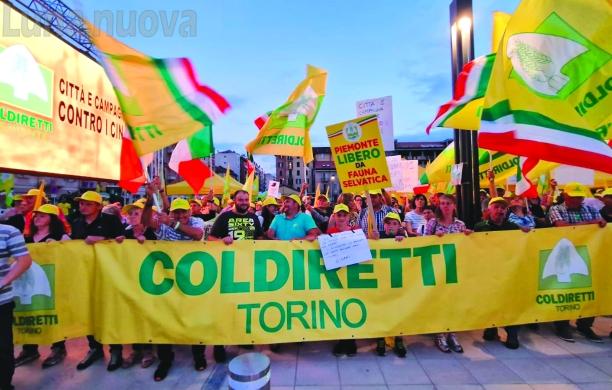 «Basta cinghiali»: la disperazione Coldiretti