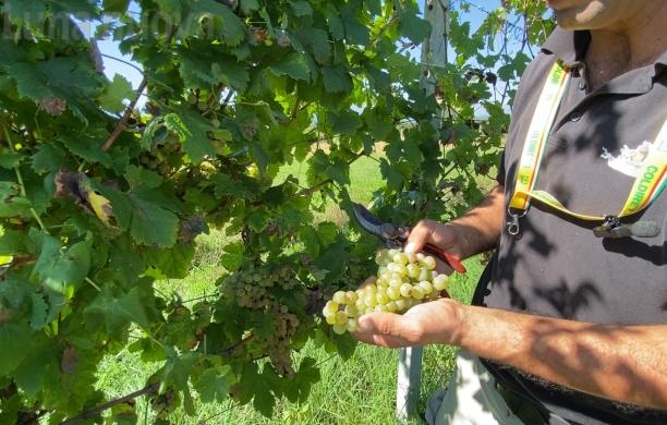 Vendemmia 2024: produzione a rischio crollo