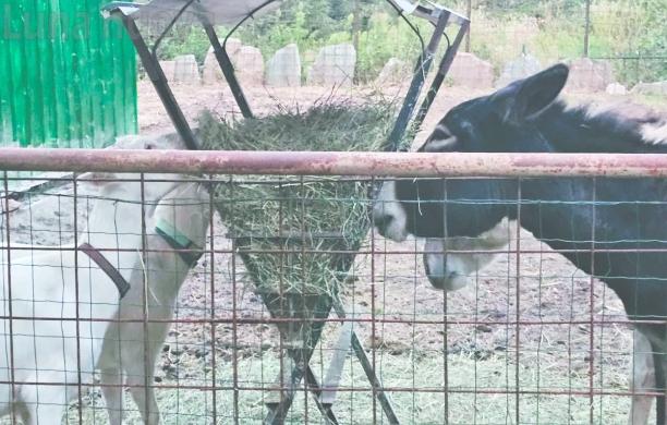 Mattie: tornano a casa gli animali di Eric