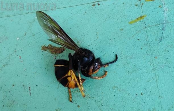 Trovato un nido: la vespa killer è qui