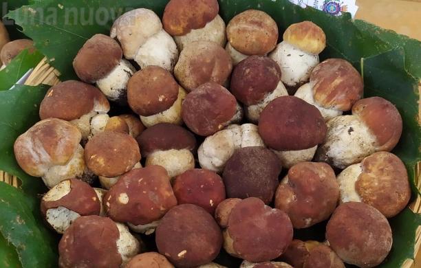 Giaveno, porcini: l’autunno a tavola è servito