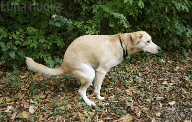 Orbassano, banca del Dna canino contro i padroni incivili