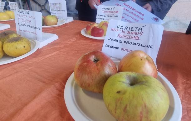 Poma de Venò da record: due mele per oltre un chilo