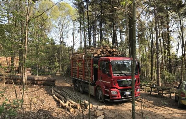 Almese: a Pian dei Listelli l’Arboreto cresce con un nuovo tratto