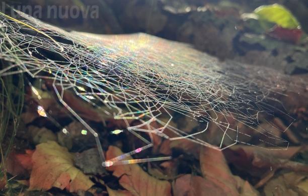 "La mia foto alla Luna-Terra": una ragnatela nel bosco vi seppellirà