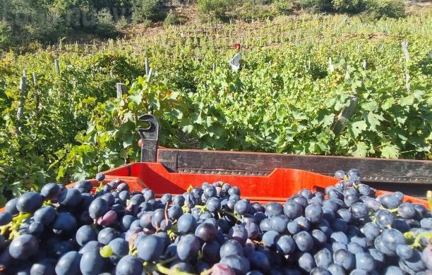 Etichette Ue "allarmistiche": Coldiretti non ci sta