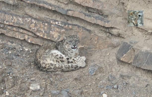 Bussoleno: Ezio Giuliano mette nell'obiettivo il leopardo delle nevi