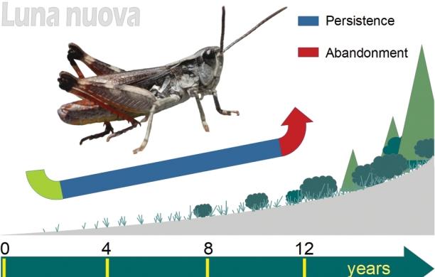 Una rara cavalletta tra il greto della Dora e i torrenti